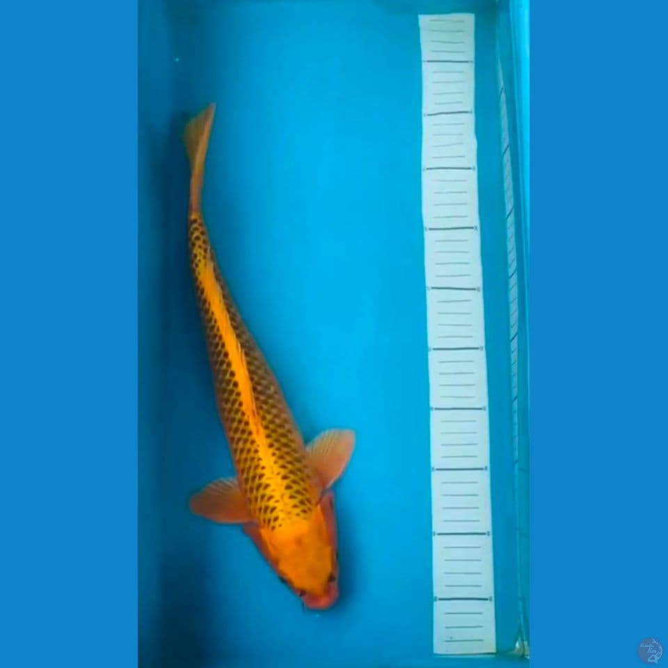 male 43cm