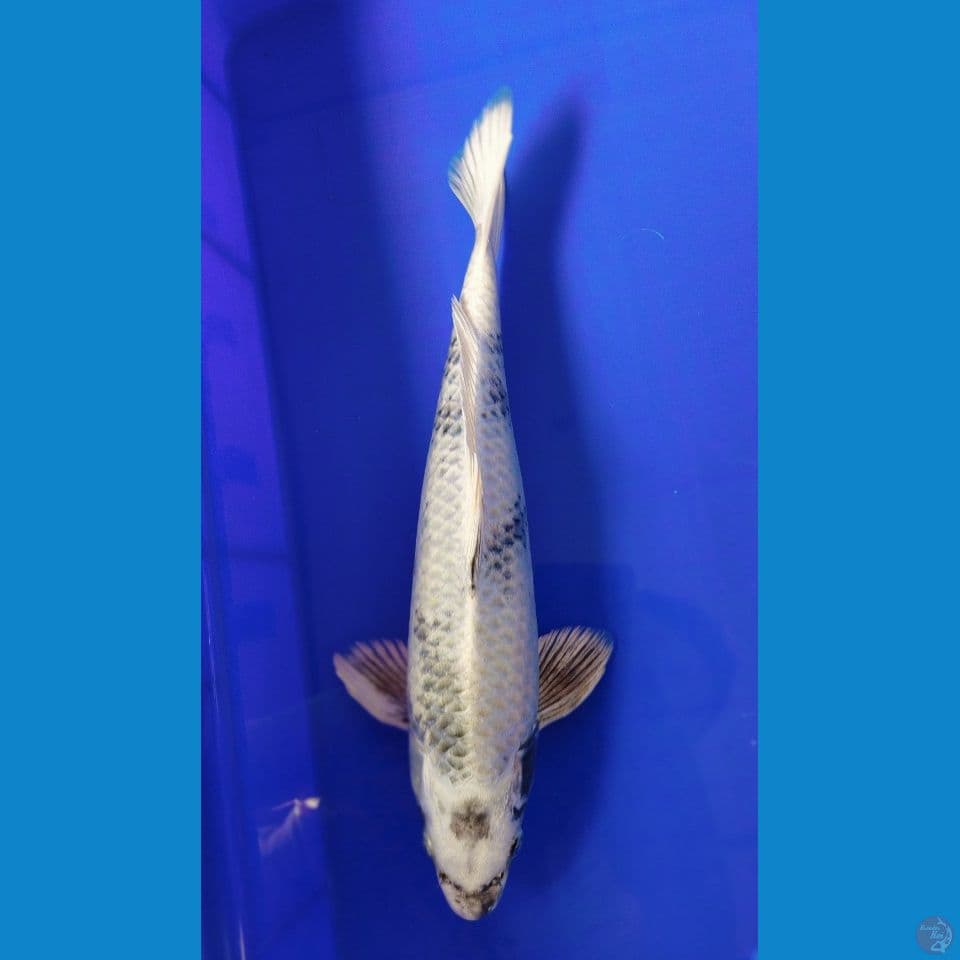 kin shiro 35cm jantan