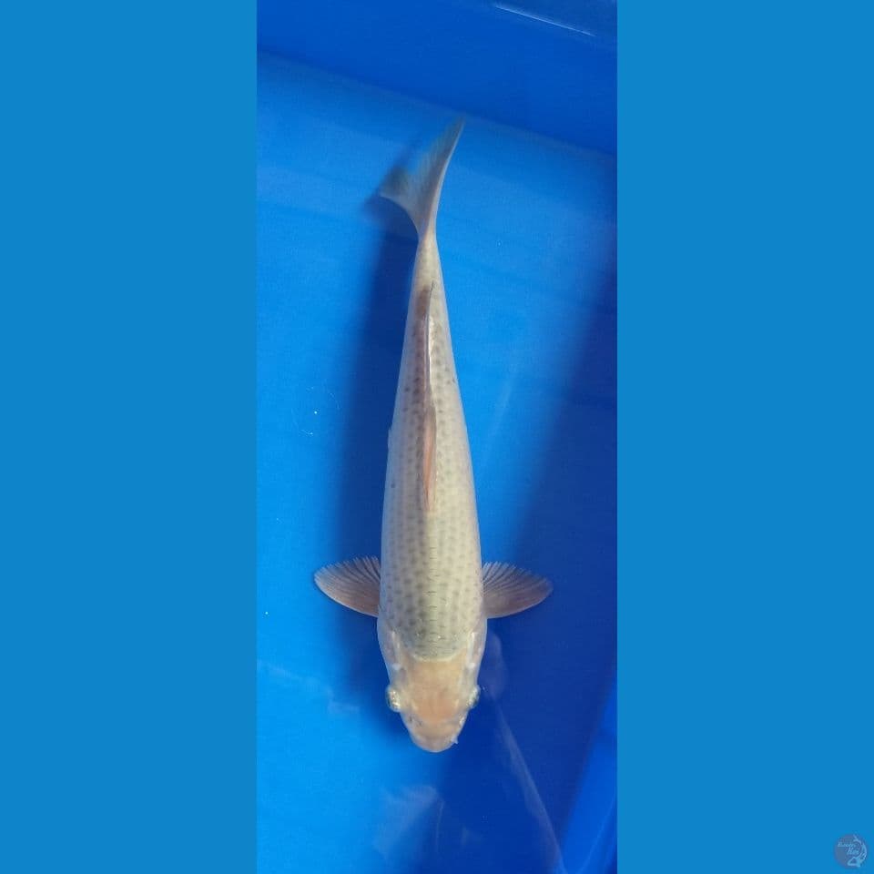 soramel 32cm jantan