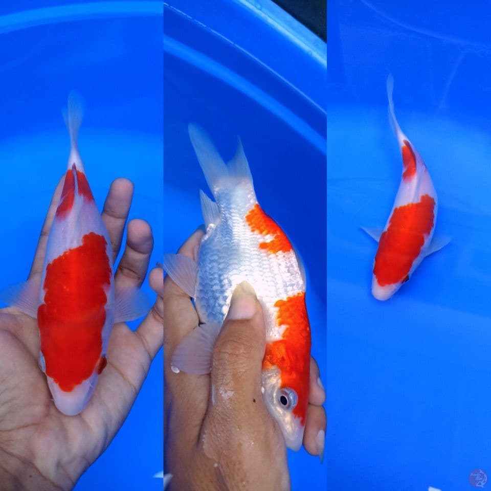 kohaku short body step 2 sz 19cm