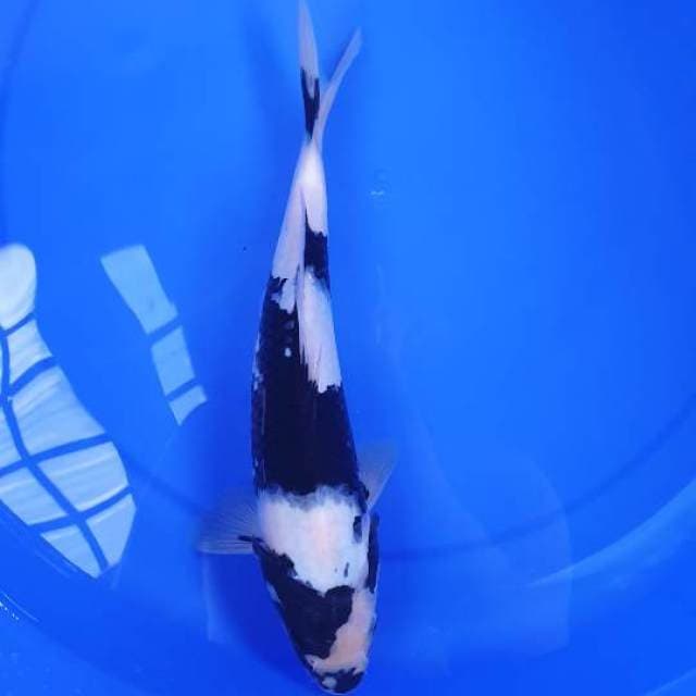 Shiro omosako