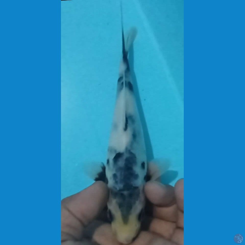 SIRO 20CM