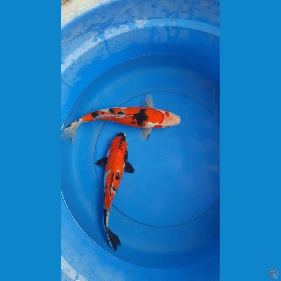 sanke showa 30 cm