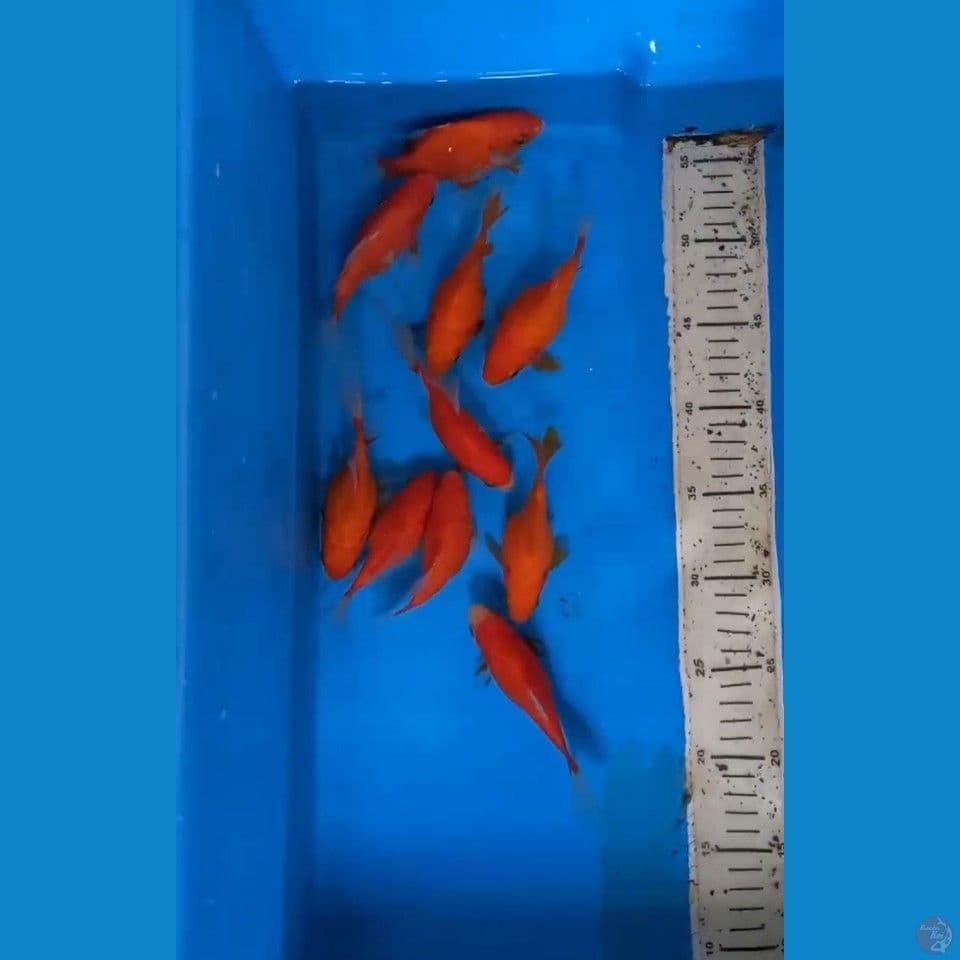 tamasaba 12cm