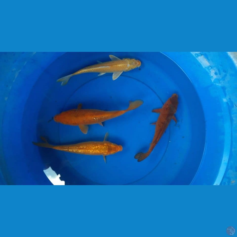 polosan 25-27 cm