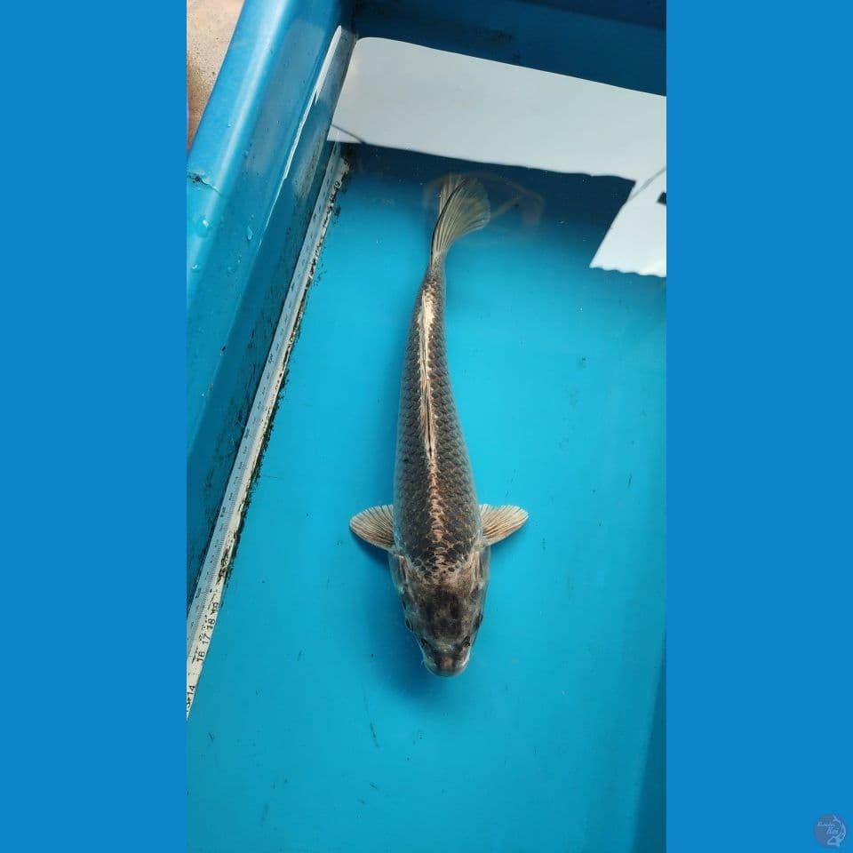 mukhasi 28 cm