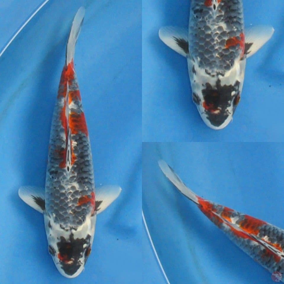 31cm male , Super Kawarimono SQ