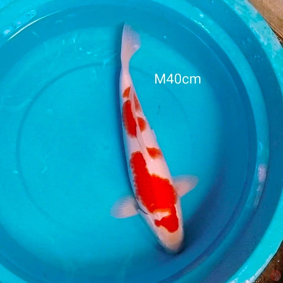 male 40cm