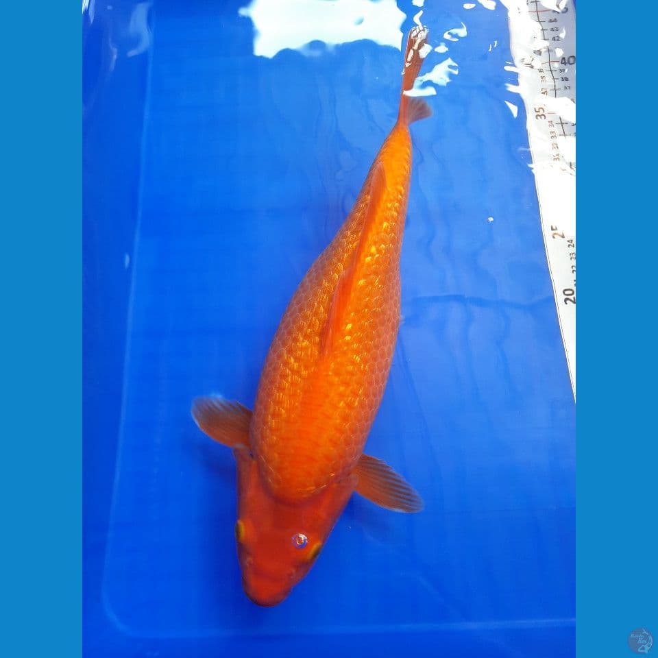 37cm