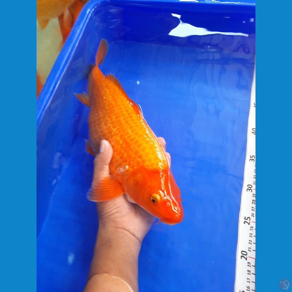 37cm