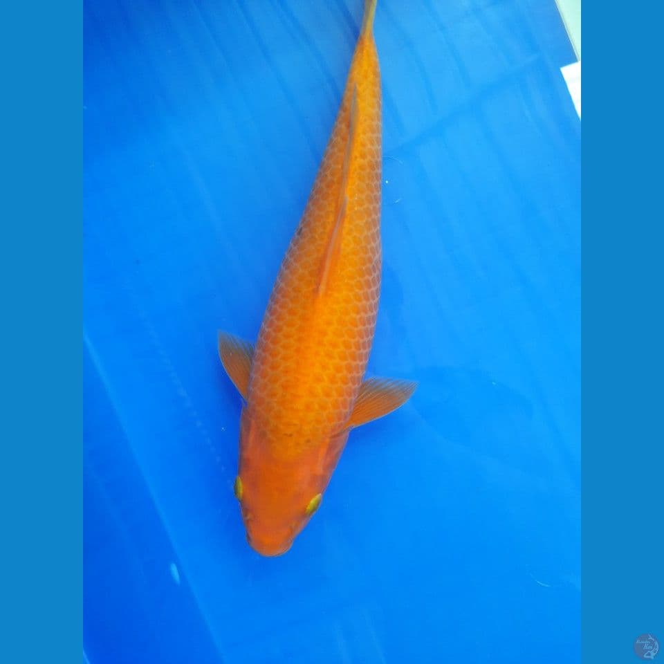 31cm