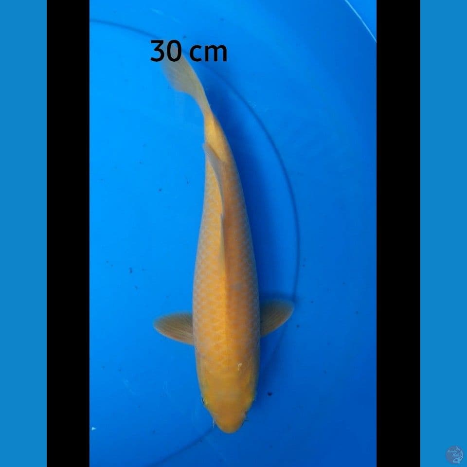 Karashi 30 cm