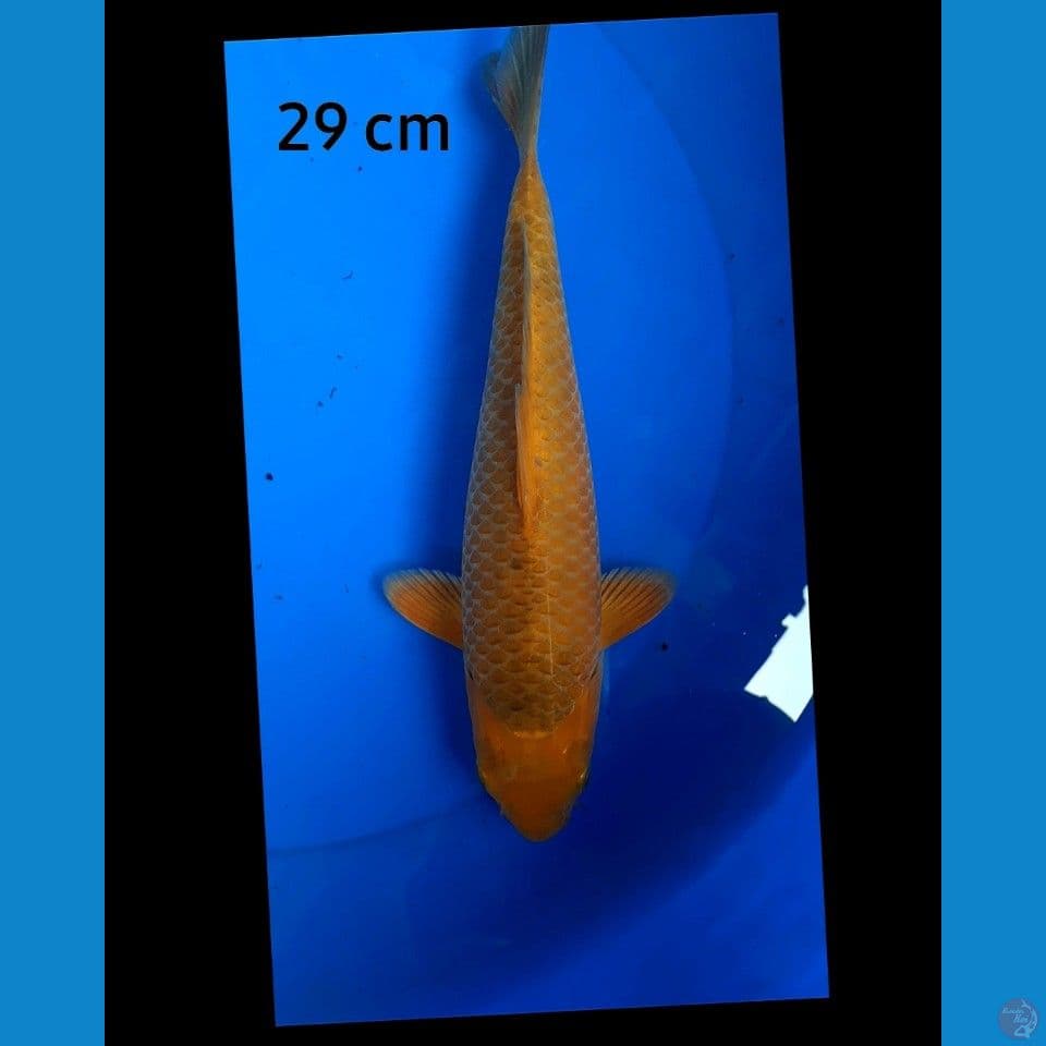 Karamel 29 cm