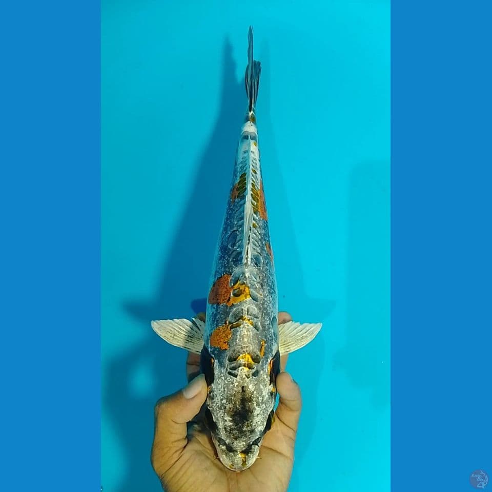 kiko 33cm
