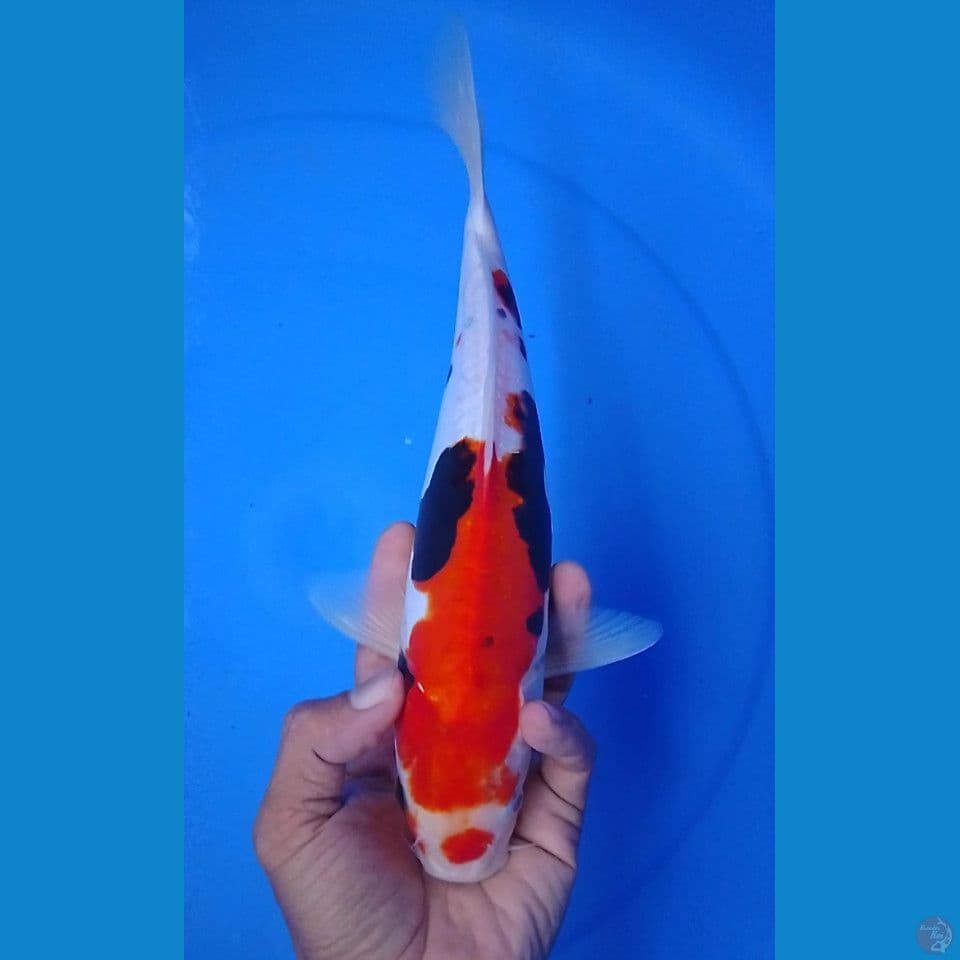beni komon ryu 28 cm