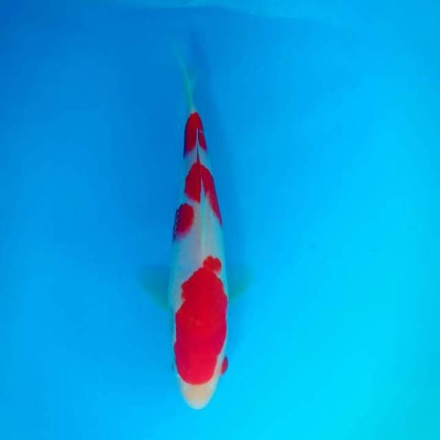 Kohaku