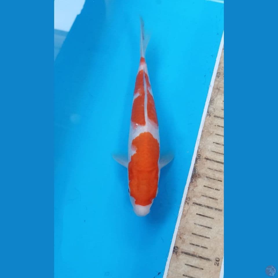 Kohaku 22cm
