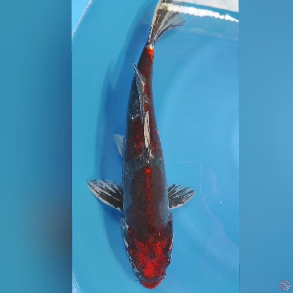 KORDI 43CM
