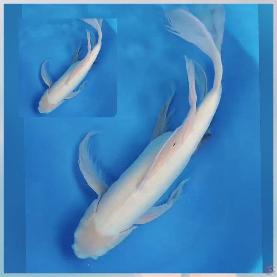 BATERPLAY 53CM