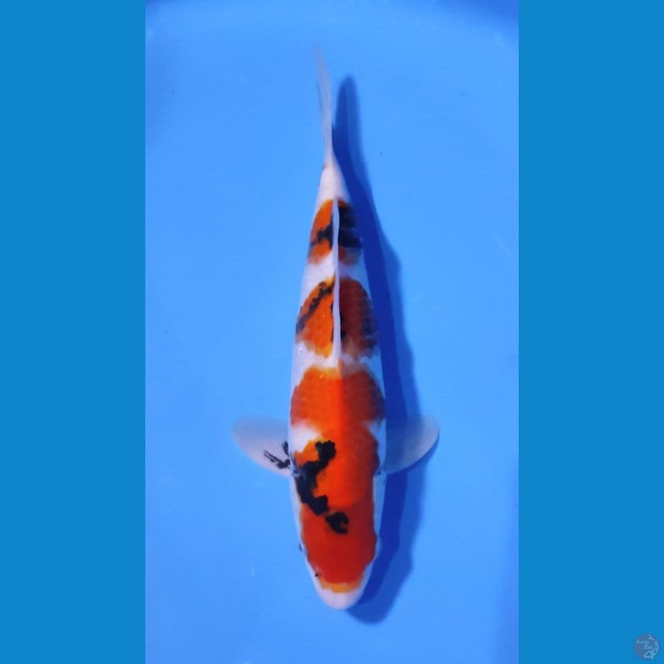 SHOWA HQ 30CM - MALE
