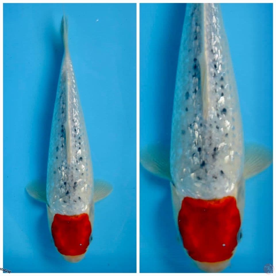 Tc Goshiki f1 marusai 30cm