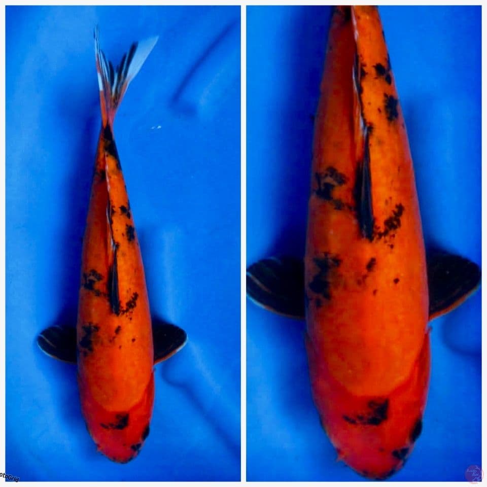 Red Hi utsuri Tategoi 40 cm antik