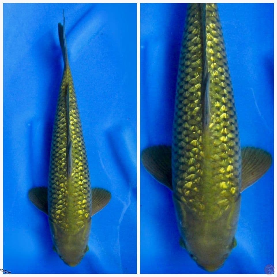 Midori full gingrin F1 40cm