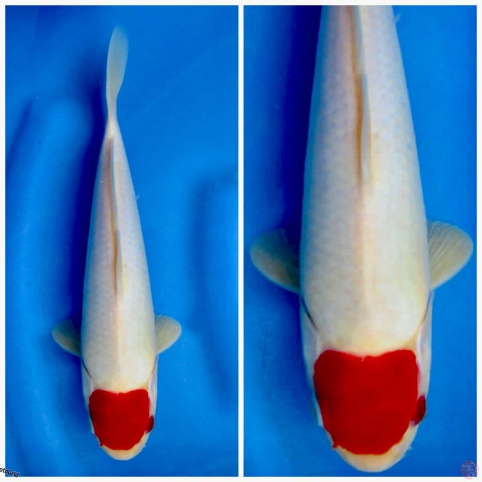 Tancho kohaku ori f1 sakai 28cm