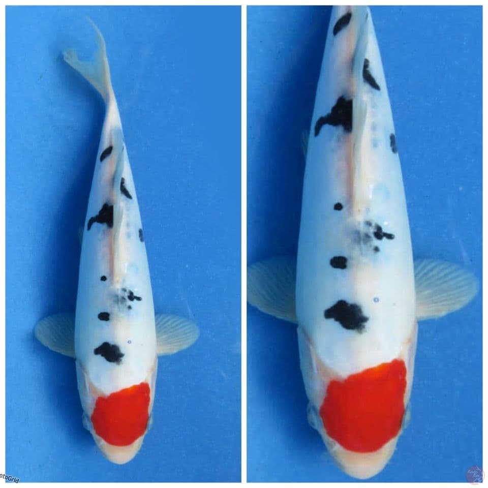 Tancho sanke Doitsu murni 20cm