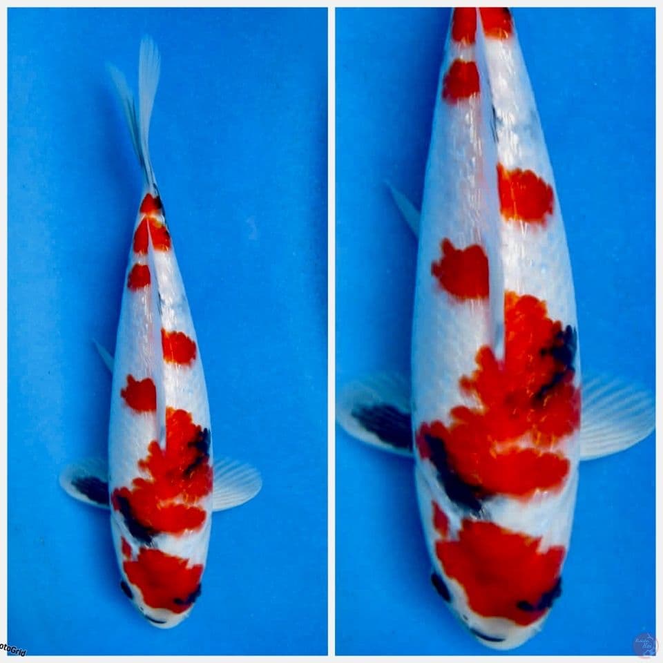 Kindai Showa Tategoi Full gingrin 24cm