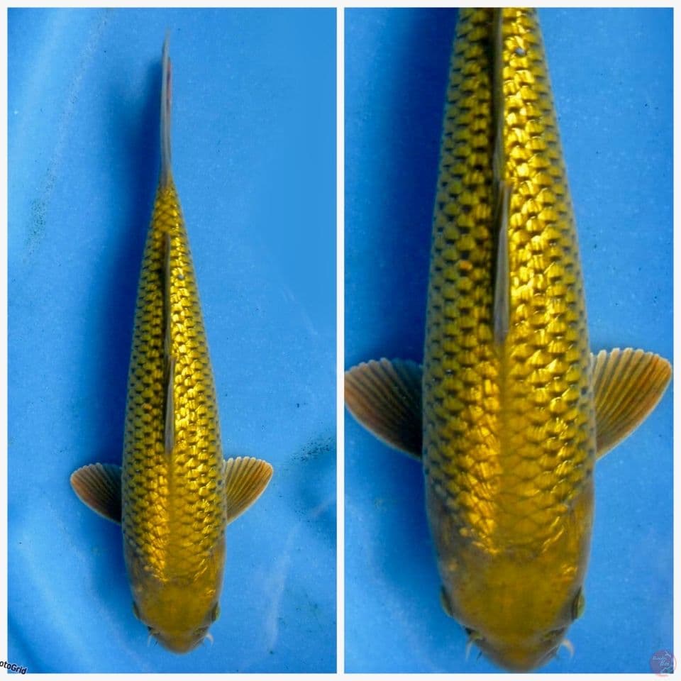 Midori Gold F1 full gingrin no bocor 25cm