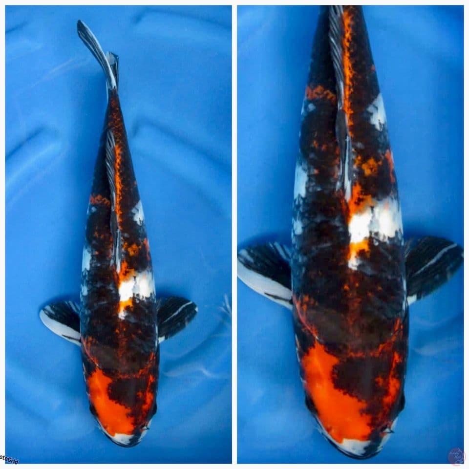Showa jumbo F1 isai 43cm