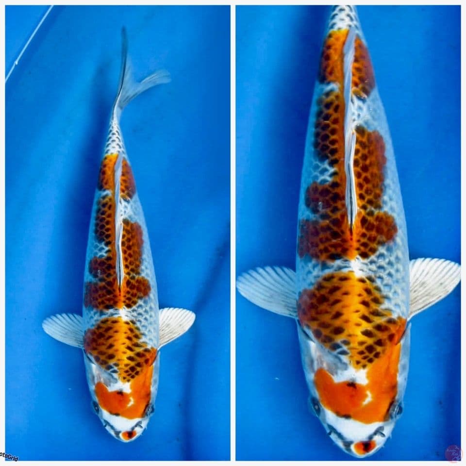 Kujaku F1 marusai 30cm