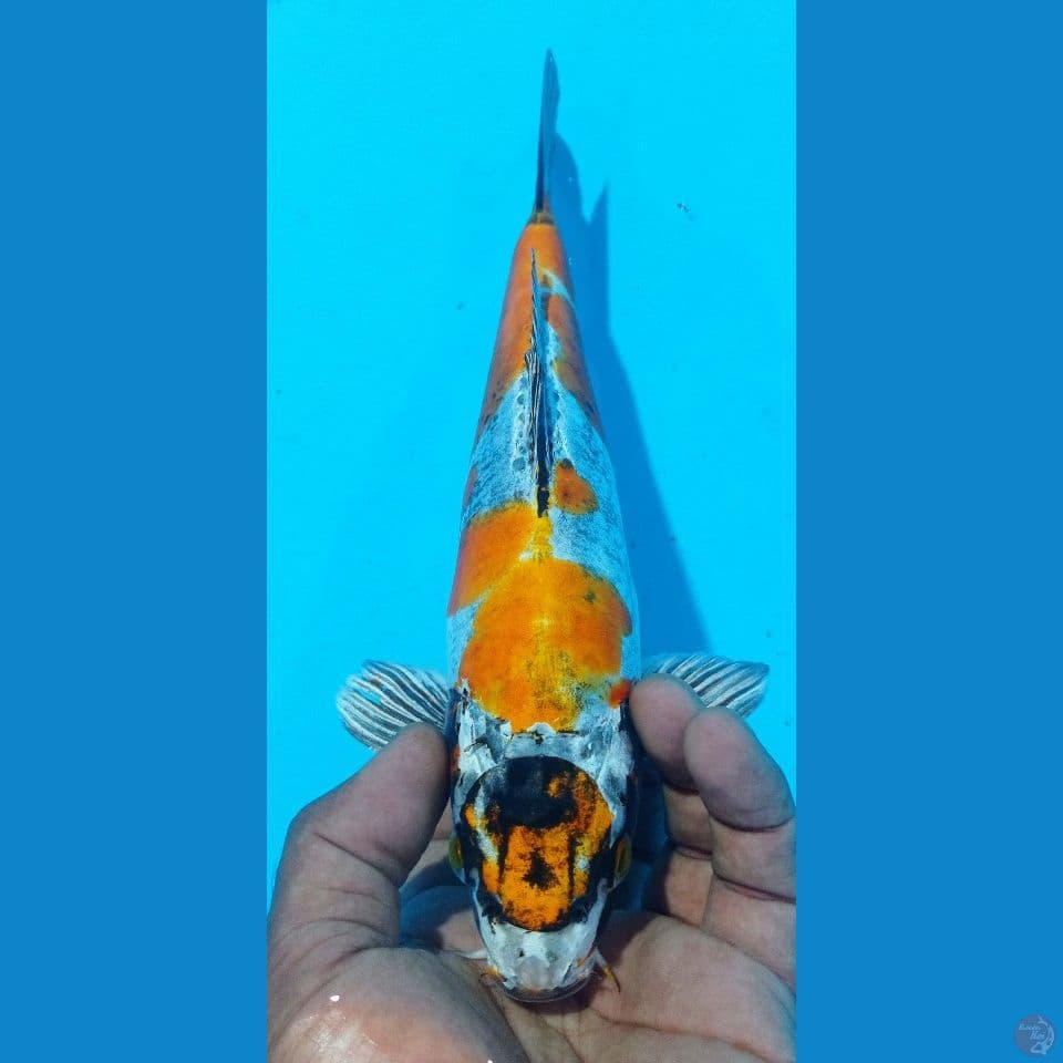 MARUTEN KIKO 28