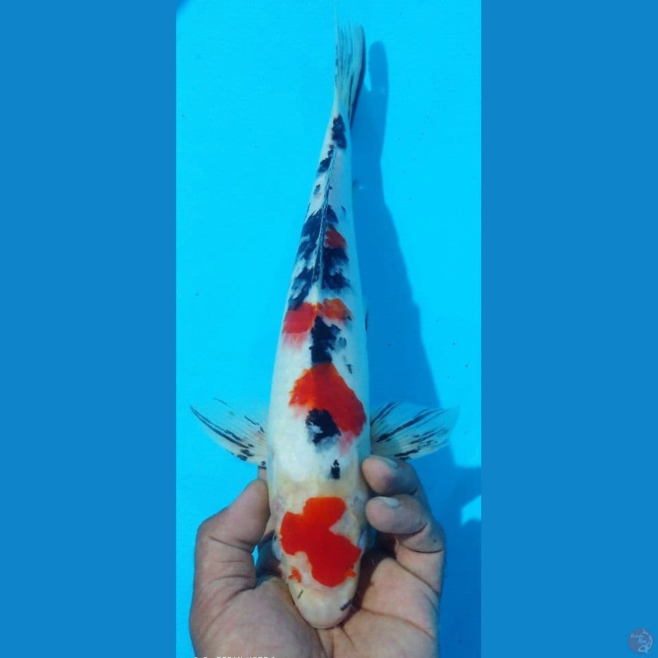 MARUTEN SANKE 38