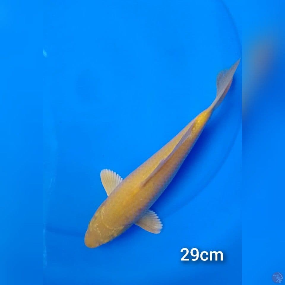 karashi 29cm