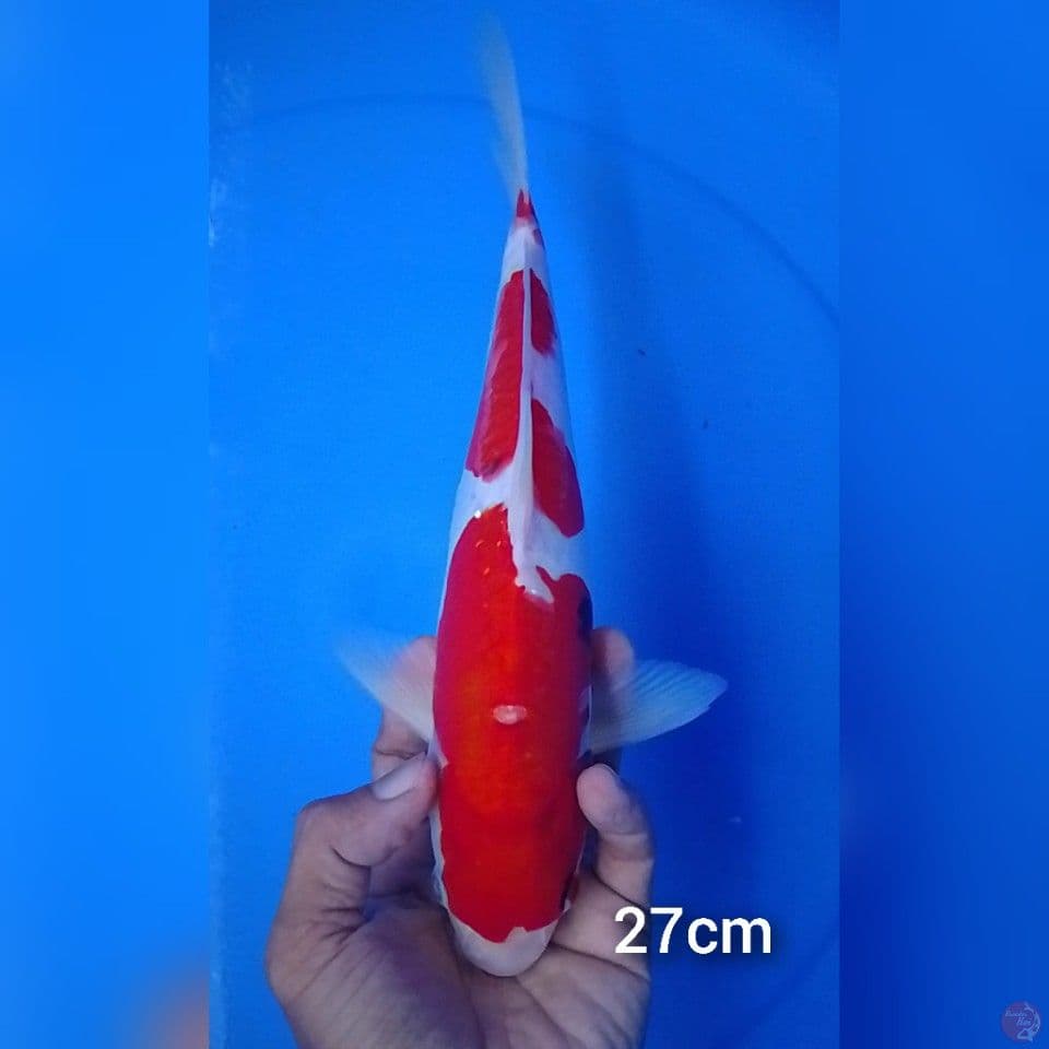 beni komon ryu 27cm.m