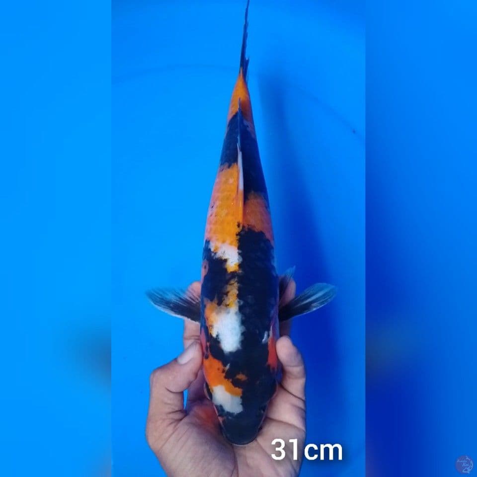 showa 31cm