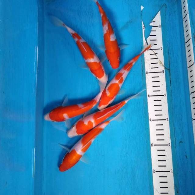 Paket kohaku 6 ekor