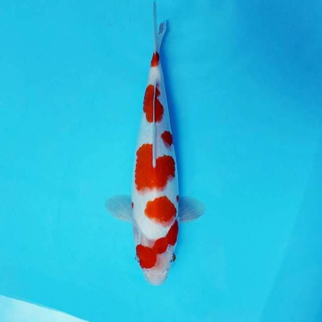 SHOGUN 9 ~ KOHAKU,-