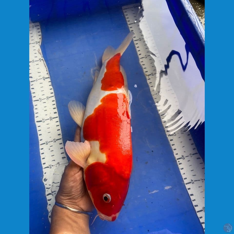 39 jantan kohaku doit
