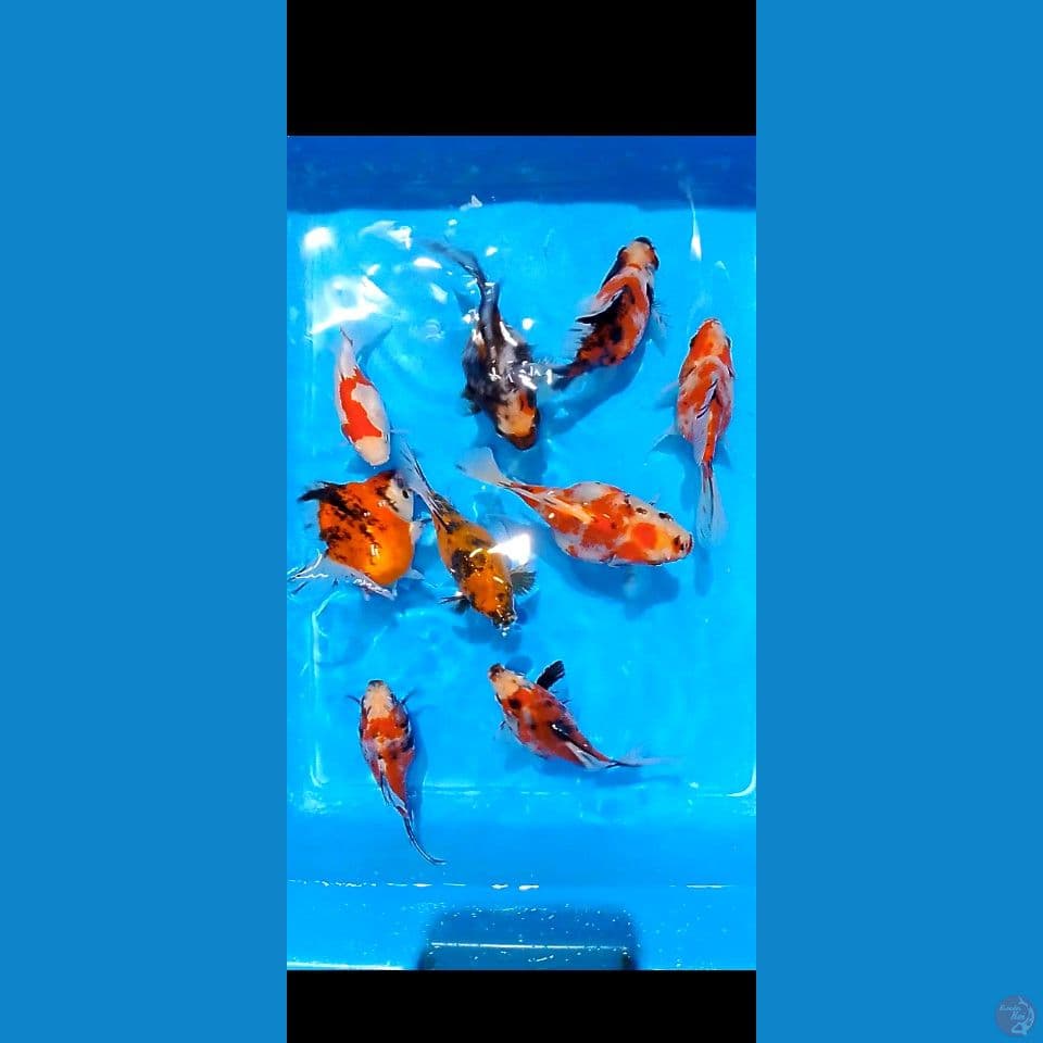 tamasba showa kohaku 11 15 cm 9 ekor