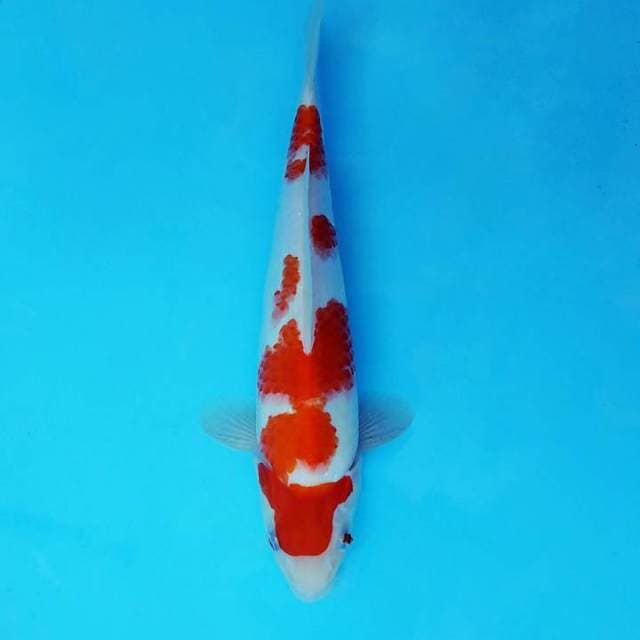 SHOGUN 11 ~ KOHAKU,-