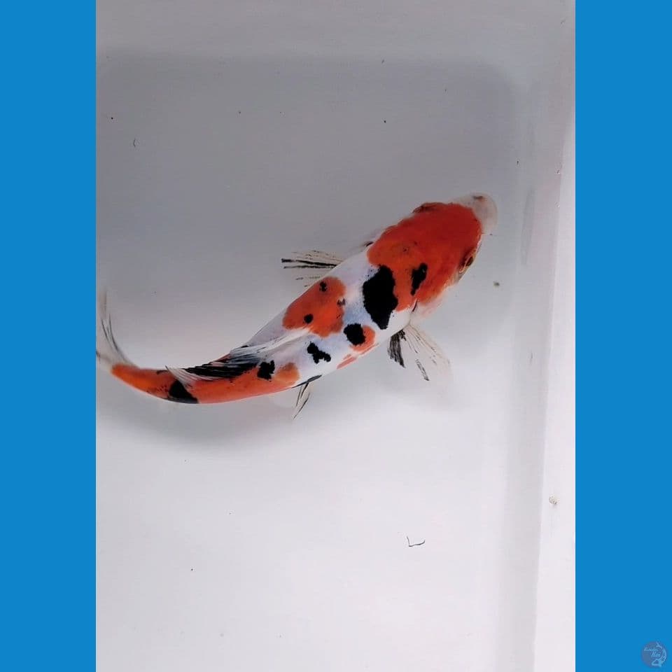 sanke doitsu 16cm