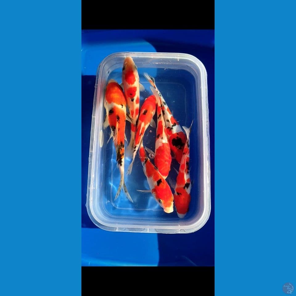 7ekor Grade A+ 17-21cm