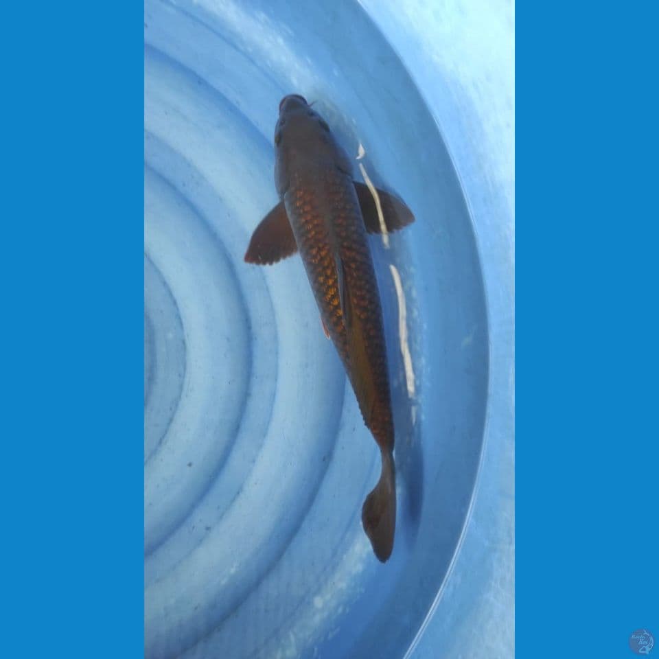 chagoi 40cm