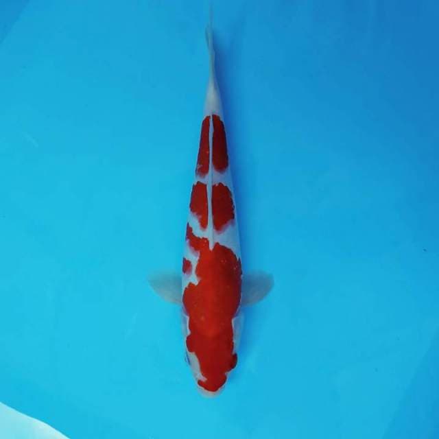SHOGUN 13 ~ KOHAKU,-