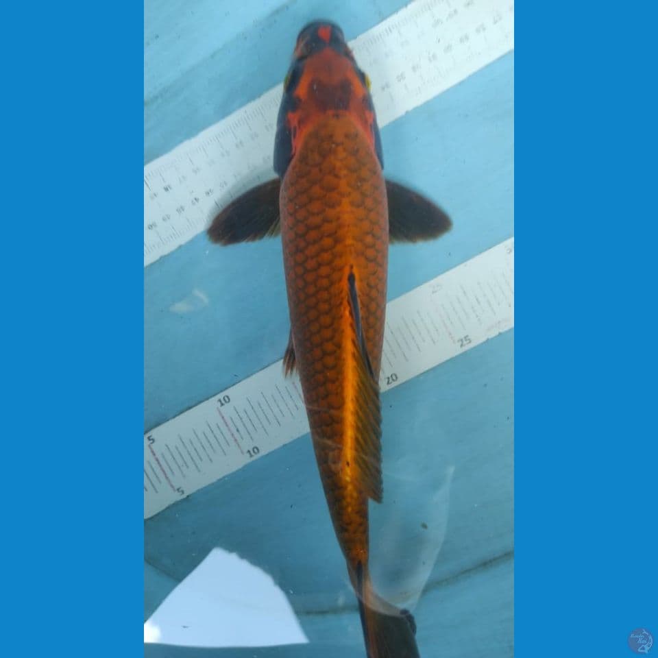 mukasi super jantan 35cm