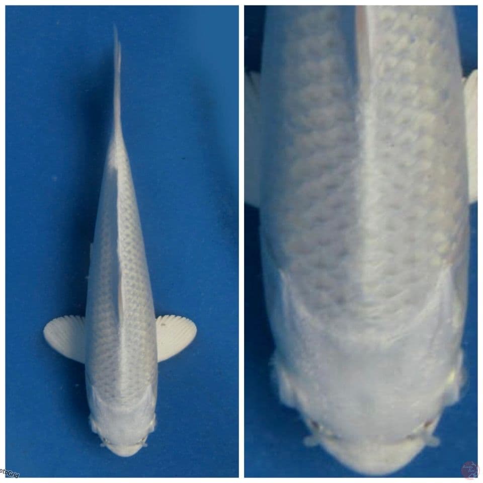 Platinum No bocor F1 18 cm ready show