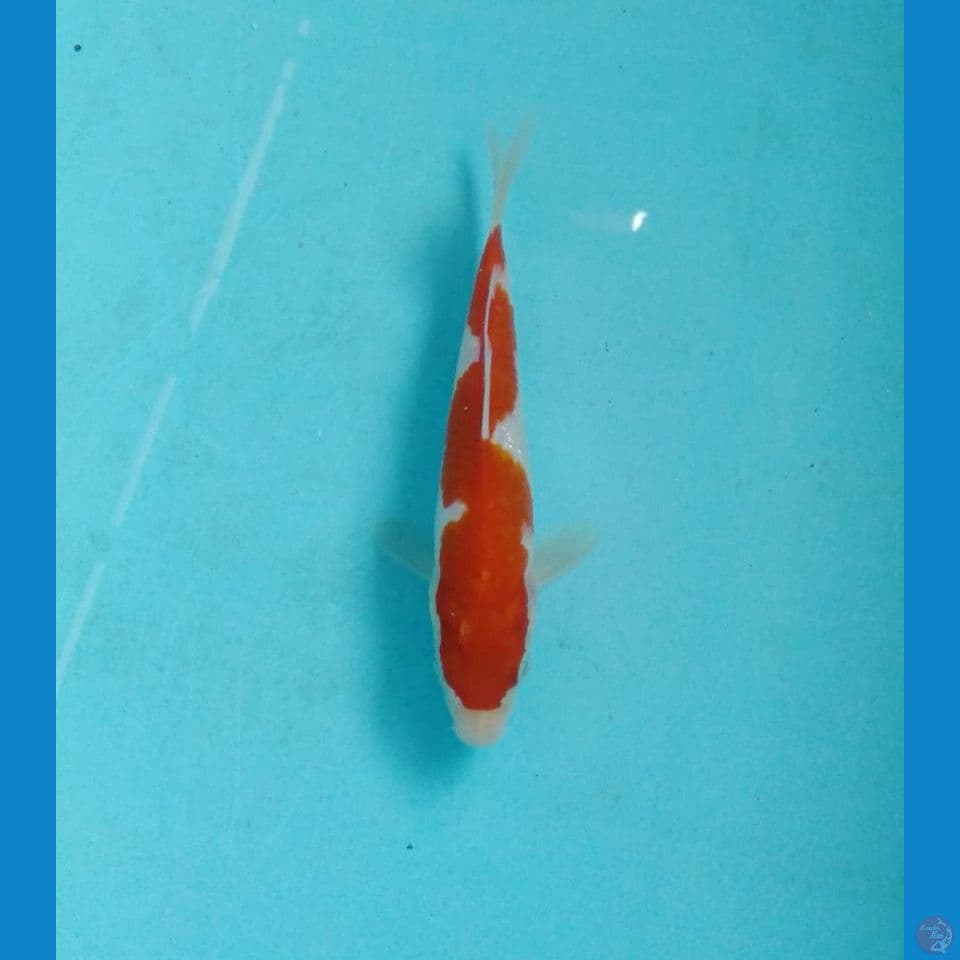 inazuma 15cm